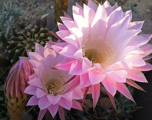 Cactus Flower Photo Art Print