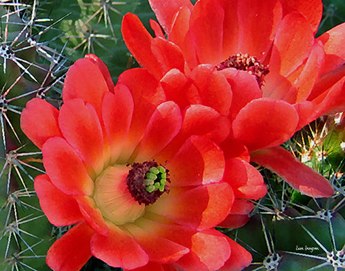 Cactus Flower Photo Art Print