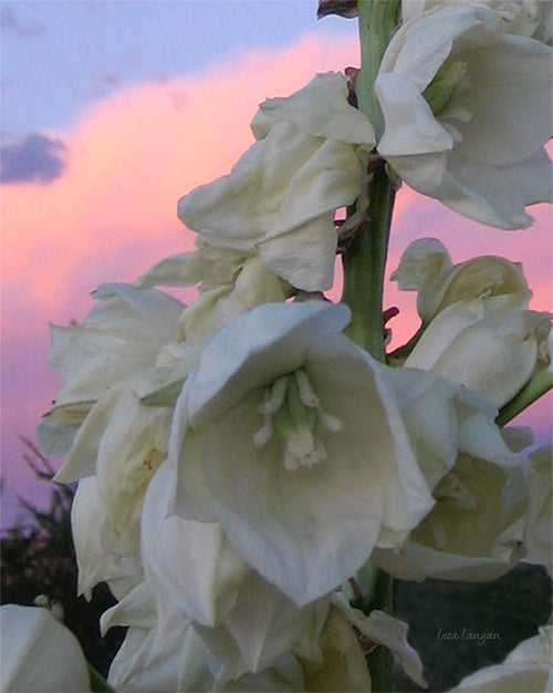 Cactus Flower Photo Art Print