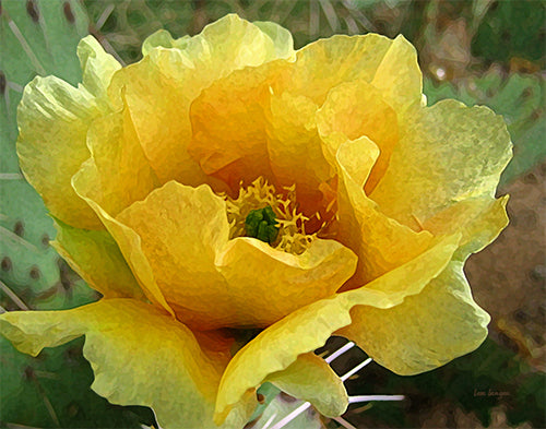 Cactus Flower Photo Art Print