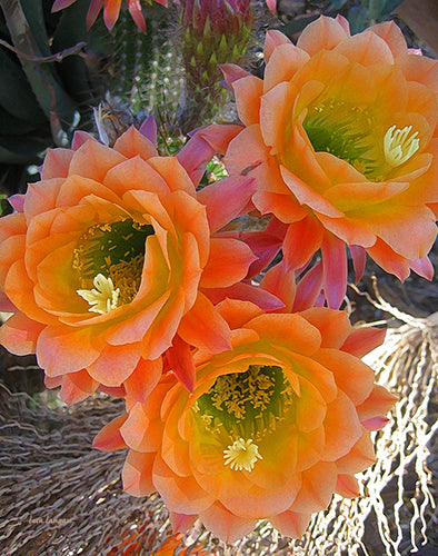 Cactus Flower Photo Art Print